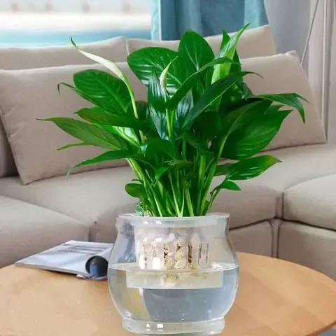 Cách Chăm Sóc Cây Sứ Cảnh: Hình ảnh cây cảnh được đặt trong nhà, nhận đủ ánh sáng