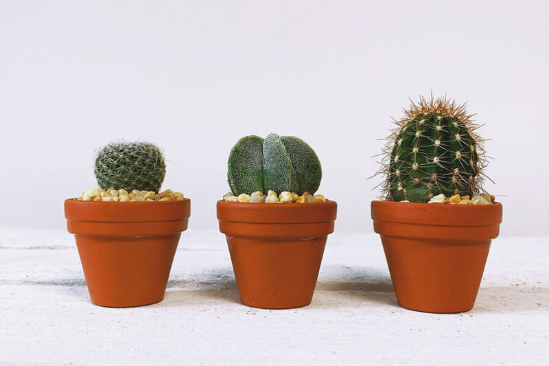 Cách Chăm Sóc Cây Xương Rồng Tròn: Hướng Dẫn Chi Tiết Từ A Đến Z