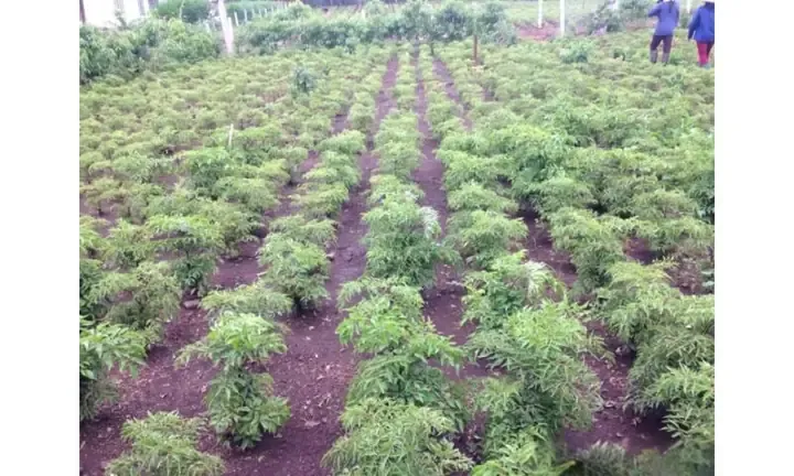 Cách chăm sóc hoa hồng kiểng