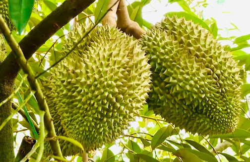 Cách Chăm Sóc Cây Sầu Riêng 2 Năm Tuổi Đạt Năng Suất Tối Ưu