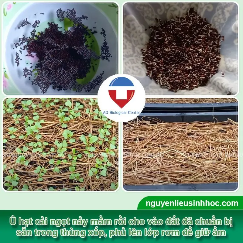 Cách trồng cải ngọt trong thùng xốp lá xanh tưới, đứng cây