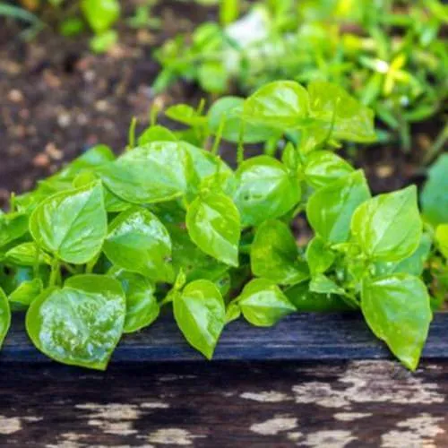 Cách trồng cây càng cua tại nhà đơn giản