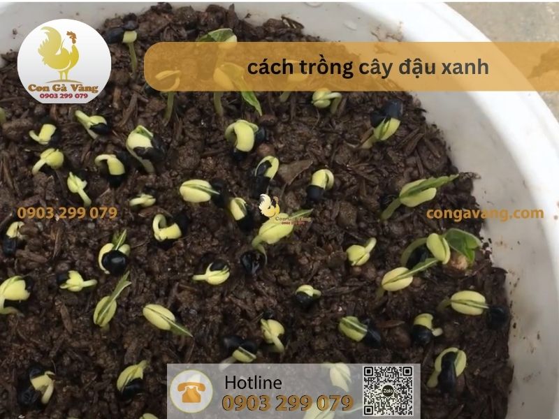 Cách Trồng Cây Đậu Xanh Bằng Đất Hiệu Quả: Hướng Dẫn Kỹ Thuật Trồng Chanh Dây