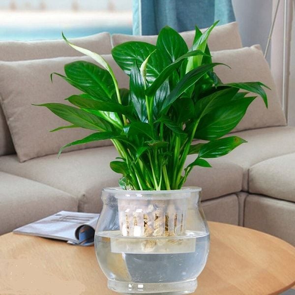 Cách Trồng Hoa Lan Ý Trong Nước Chuẩn Kỹ Thuật Và Chăm Sóc Đúng Cách