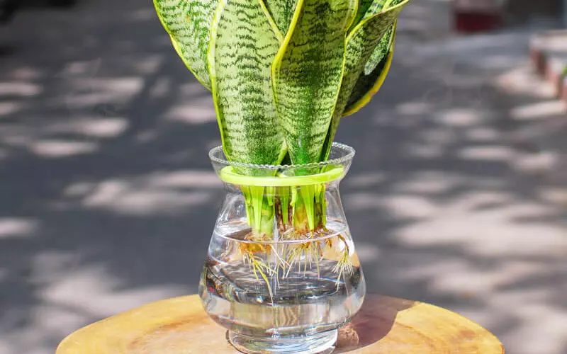 Cách Trồng Cây Lưỡi Hổ Thuỷ Canh Và Thiết Lập Chậu Cây Cảnh Bể Cá Hoàn Hảo