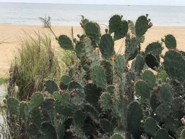 Cách Trồng Cây Lưỡi Rồng Chuẩn Kỹ Thuật Tại Nhà