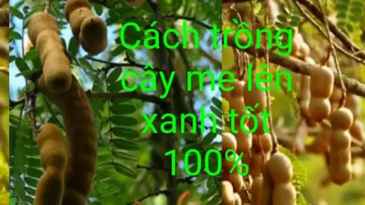 Cách Trồng Cây Me Từ Hạt: Hướng Dẫn Chi Tiết A-z Thành Công