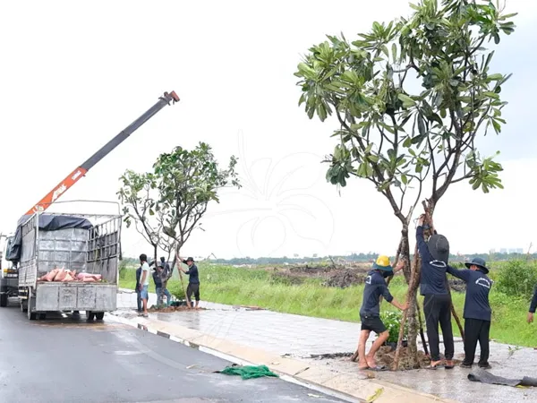 Cách trồng cây sứ đại hoa trắng cho sân vườn thơm ngát