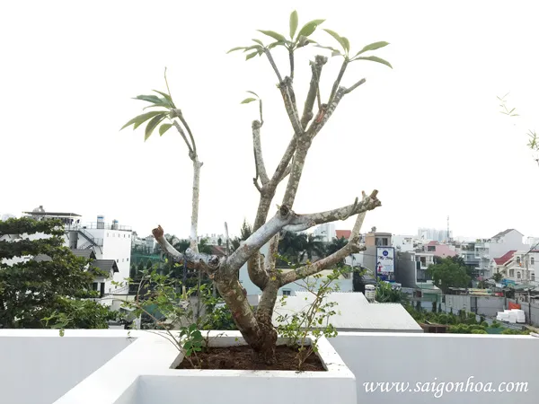 Cách trồng cây sứ đại hoa trắng