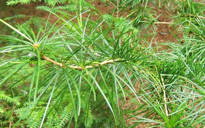 Cách trồng cây thông lá kim tại nhà