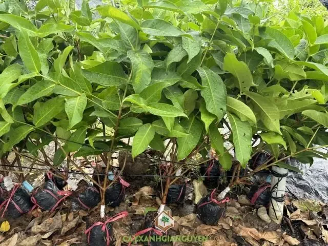 Cách Trồng Cây Trùm Ngây Chuẩn Kỹ Thuật Cho Năng Suất Cao: Trồng cây trùm ngây