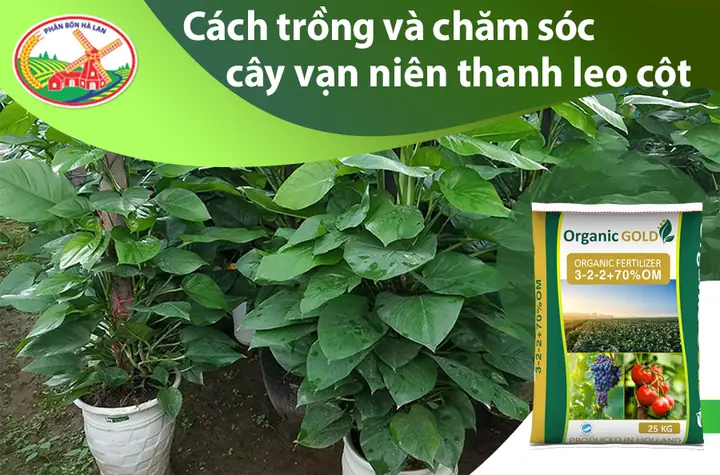 Cách Trồng Cây Vạn Niên Thanh Leo Cột: Hướng Dẫn Chi Tiết Từ A Đến Z