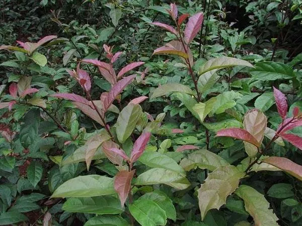 Cách trồng cây xạ đen, vị thuốc quý mà ai cũng muốn có trong vườn nhà - 1