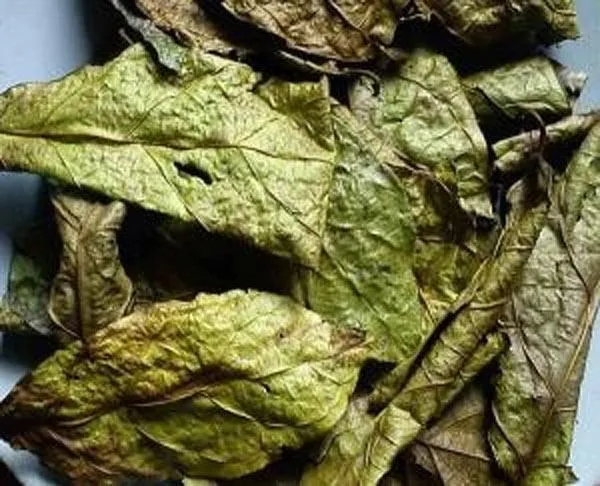 Cách trồng cây xạ đen, vị thuốc quý mà ai cũng muốn có trong vườn nhà - 3