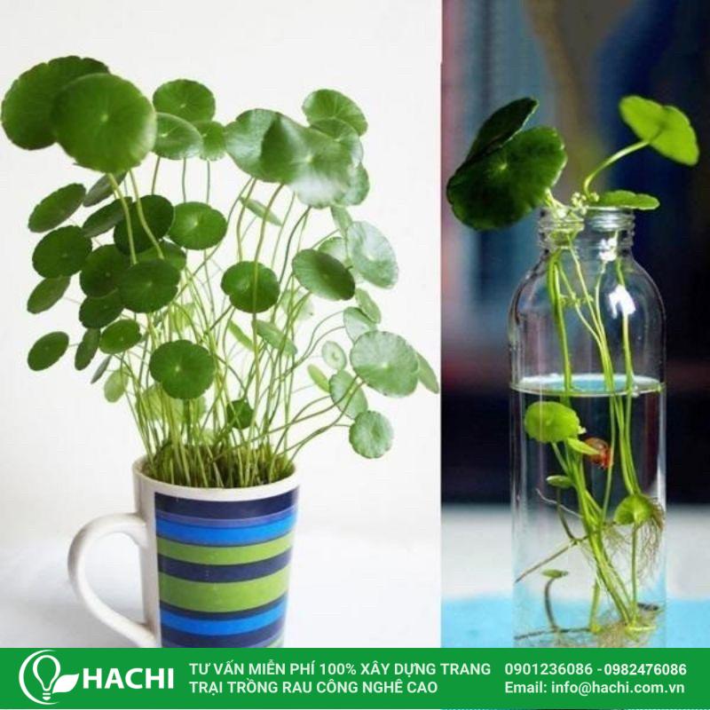 Cách Trồng Cây Cỏ Đồng Tiền Trong Nước Đạt Năng Suất Cao Nhất