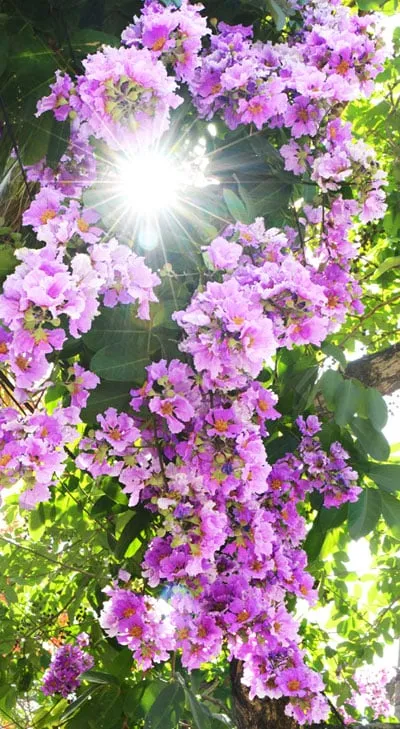 Cách trồng hoa bằng lăng tạo bóng mát nhuộm tím sân vườn, 1655277786 295 Cach trong hoa bang lang tao bong mat nhuom tim