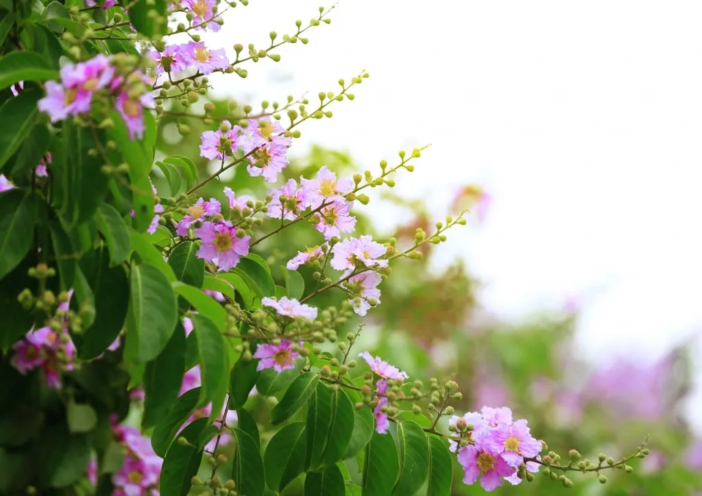 Cách trồng hoa bằng lăng tạo bóng mát nhuộm tím sân vườn, 1655277787 75 Cach trong hoa bang lang tao bong mat nhuom tim