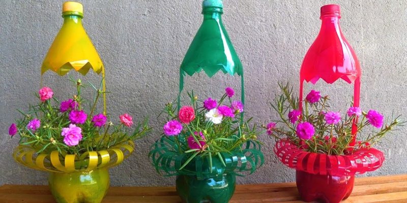 Cách Trồng Hoa Mười Giờ Vào Chậu Chi Tiết Cho Người Mới Bắt Đầu