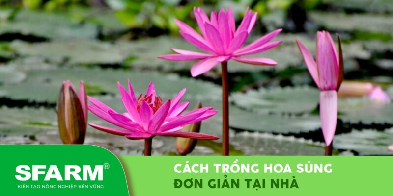 Cách Trồng Hoa Súng Trong Chậu Cảnh Đơn Giản Tại Nhà