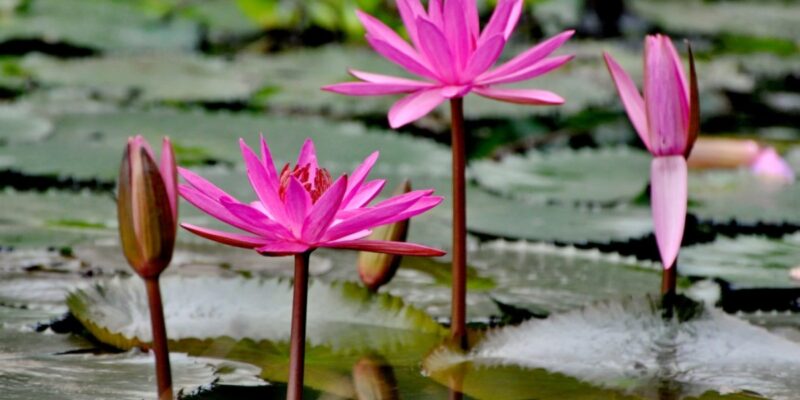 Cách Trồng Hoa Súng Trong Chậu Cảnh Đơn Giản Tại Nhà