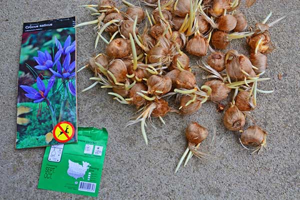 Cách Trồng Hoa Nghệ Tây Từ Củ Đạt Năng Suất Cao: Hướng Dẫn Kỹ Thuật Trồng Chanh Dây Chuyên Sâu