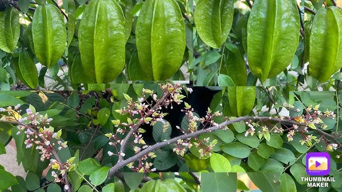 Cách trồng phôi cây khế đúng kỹ thuật đảm bảo cây nhanh bén rễ