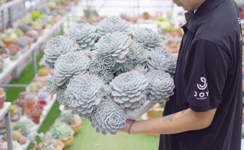 Cách Trồng Cây Da Rắn Chuẩn Nhất Tại Nhà Cho Người Mới