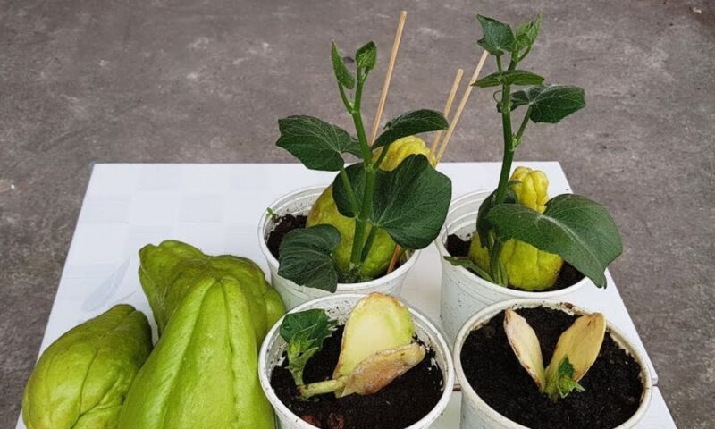 Cách Trồng Cây Su Su Từ Quả Đạt Năng Suất Vượt Trội