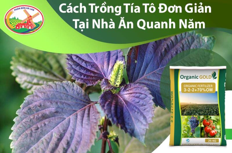 cách Trồng Cây Rau Tía Tô Đạt Năng Suất Cao Tại Nhà