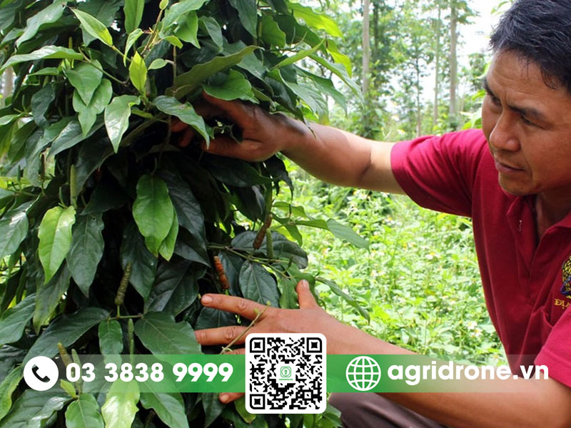 Cách Trồng Cây Tiêu Lốt Năng Suất Cao: Kỹ Thuật Chuẩn Từ A Đến Z