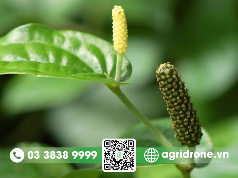 Cách Trồng Cây Tiêu Lốt Năng Suất Cao: Kỹ Thuật Chuẩn Từ A Đến Z