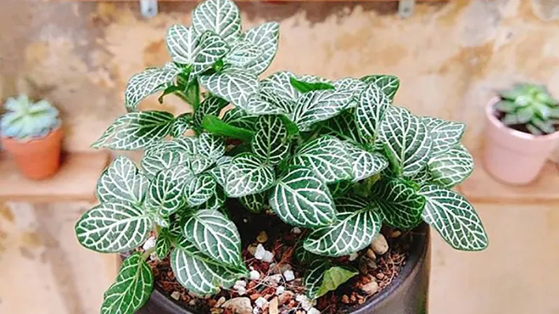 Cẩm nhung có tác dụng rất tốt cho sức khỏe