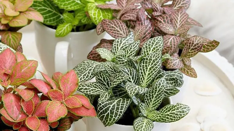 Cẩm nhung xanh hợp mệnh Mộc và cẩm nhung đỏ hợp mệnh Hỏa