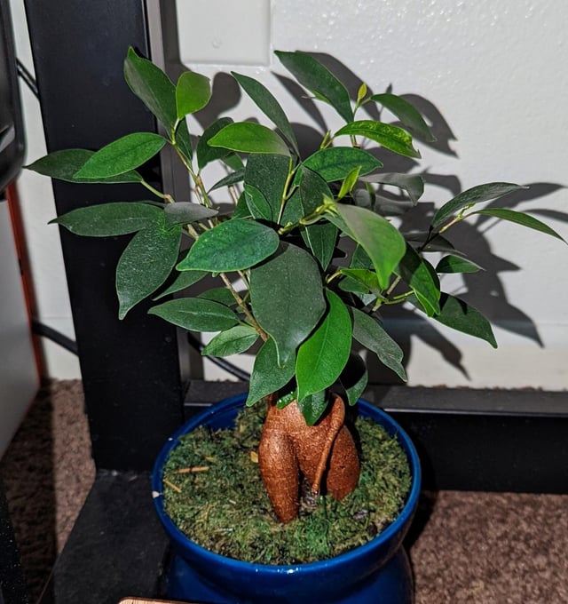 Cách Trồng Cây Tắc Kè Đá: Hướng Dẫn Kỹ Thuật Chăm Sóc Toàn Diện