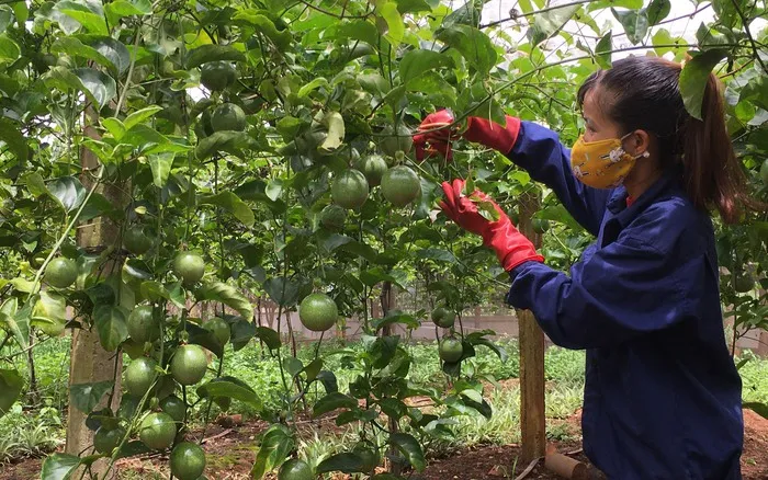 Cận cảnh chậu cây trồng trong vườn, có thể là chanh dây hoặc một loại cây ăn quả khác