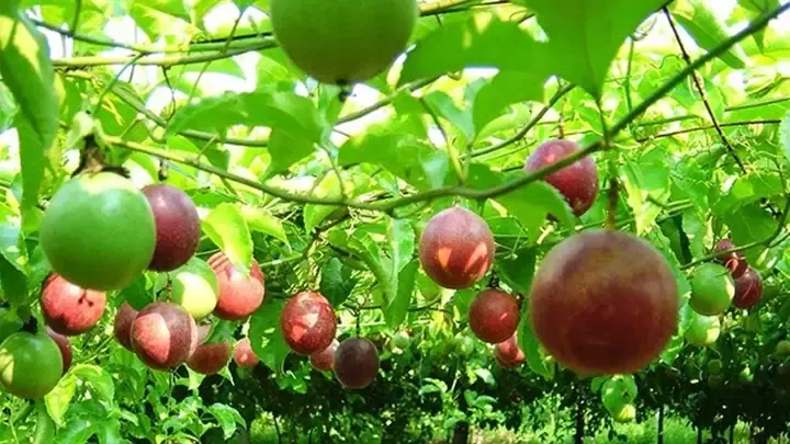 Cận Cảnh Màu Tím Đặc Trưng Của Lá Cây Thài Lài Tím Khi Đủ Ánh Sáng: Lá thài lài tím