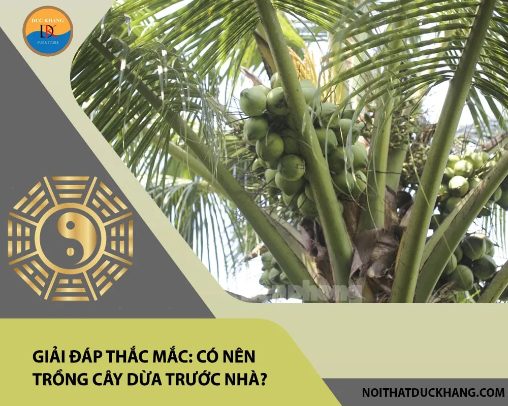Cận cảnh rễ và gốc dừa cảnh, lưu ý khi trồng dừa trước nhà