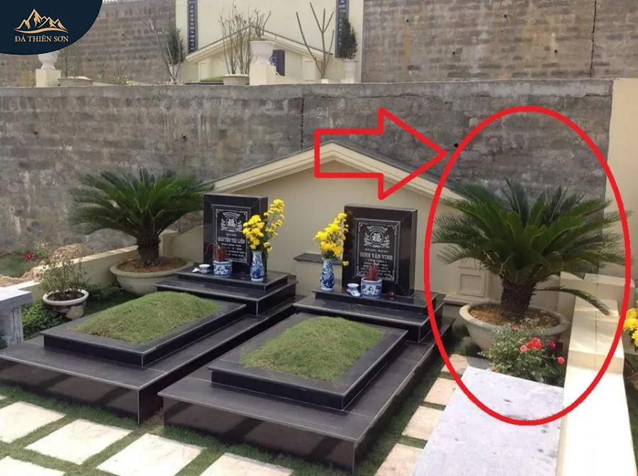 Cảnh báo về những loại cây có rễ không nên trồng ở mộ
