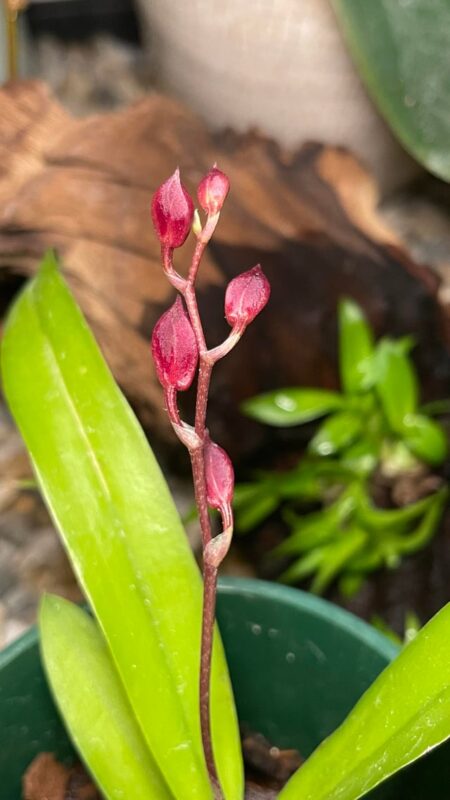 Cách Chăm Sóc Cây Hoa Giun: Hướng Dẫn Chi Tiết Để Cây Ra Hoa Tốt Nhất