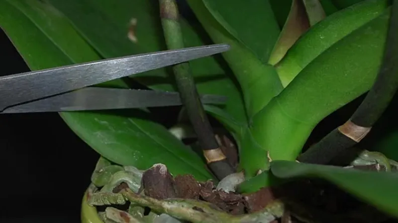 Cắt bỏ phần ngồng hoa