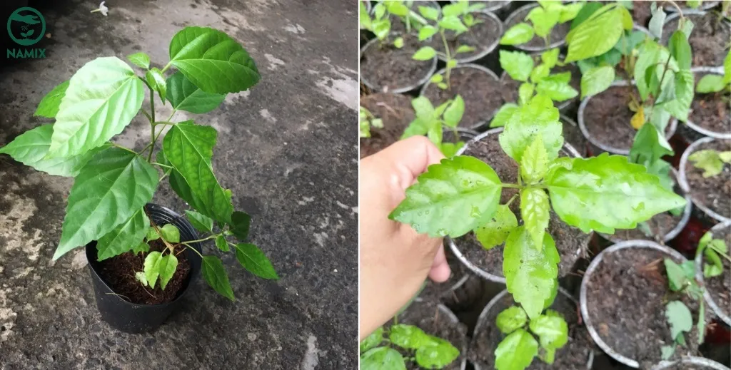 Cắt tỉa cành lá cách để cây phát triển cân đối và phòng bệnh