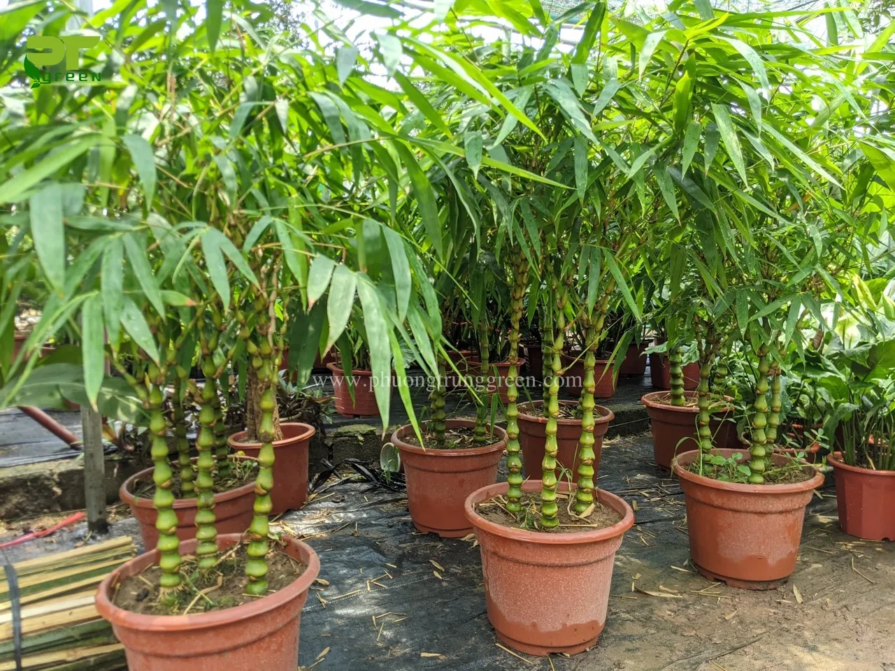 Cắt tỉa định kỳ giúp cây trúc phật bà có dáng đẹp và phát triển tốt