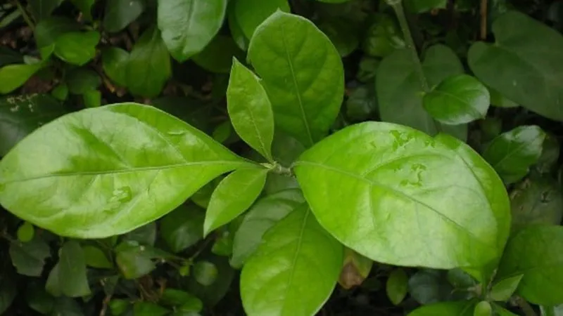 Cây ắc ó cần thường xuyên cắt tỉa và tưới tiêu nước hợp lý