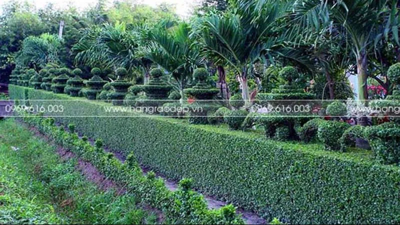 Cây ắc ó dùng để trồng làm hàng rào rất phổ biến hiện nay