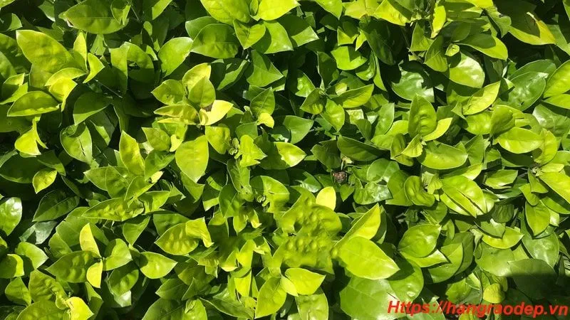 Cây ắc ó ngoài khả năng làm hàng rào còn có tác dụng làm thuốc