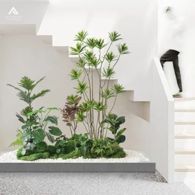 Cây bần ổi trưởng thành đang ra quả