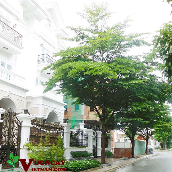 Có Nên Trồng Cây Bàng Trước Nhà: Giải Đáp Phong Thủy Và Hướng Dẫn Chi Tiết