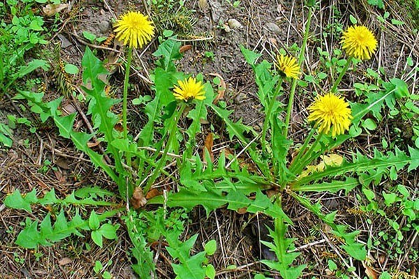 Cách Trồng Cây Trong Hộp Sữa: Hướng Dẫn Chi Tiết Từ A Đến Z