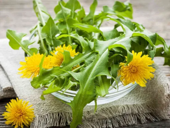 Cây bồ công anh với hoa màu trắng và lá răng cưa