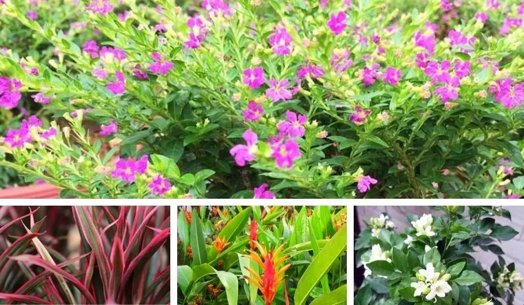 Cây bụi có hoa được trồng trong công trình